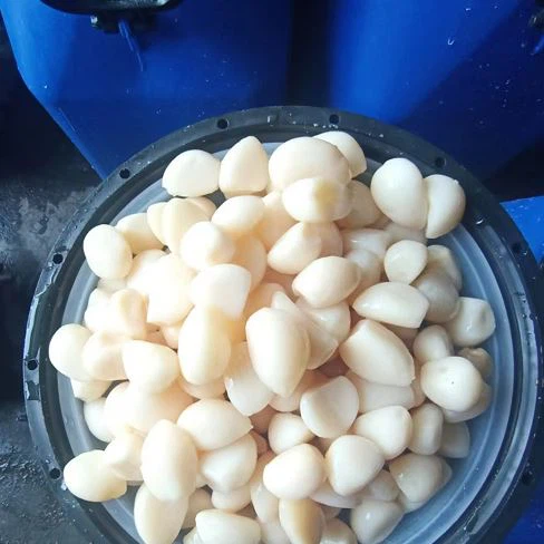 Preserved Garlic In Brine In Drums