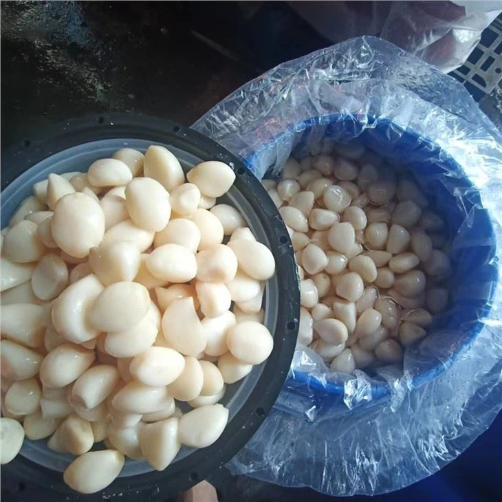 Preserved Garlic In Brine In Drums