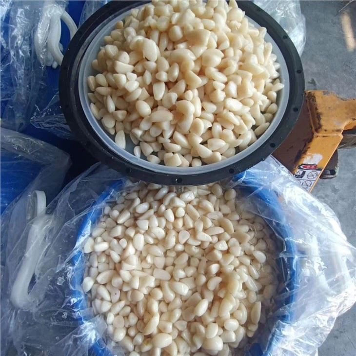 Preserved Garlic In Brine In Drums